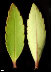 Veronica lanceolata. Leaves, from Upper Hutt, Wellington, adaxial (left) and abaxial (right). Scale = 1 mm.
 Image: P.J. Garnock-Jones © P.J. Garnock-Jones CC-BY-NC 3.0 NZ